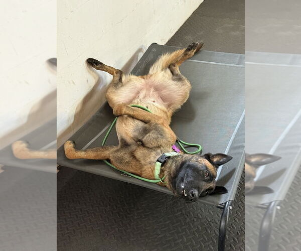 Medium Photo #6 Mutt Puppy For Sale in Imlay City, MI, USA