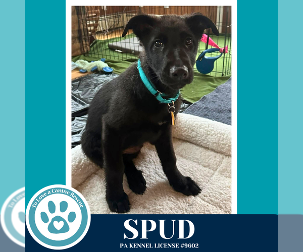 Medium Photo #1 Labrador Retriever-Unknown Mix Puppy For Sale in Kimberton, PA, USA