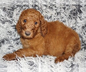 Labradoodle Puppy for sale in LA HABRA, CA, USA