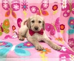 Small Photo #5 Labradoodle Puppy For Sale in LANCASTER, PA, USA