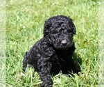 Small Photo #6 Saint Berdoodle Puppy For Sale in CLAYTON, WA, USA