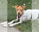 Small #58 American Pit Bull Terrier Mix
