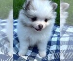 Image preview for Ad Listing. Nickname: Thumbelina