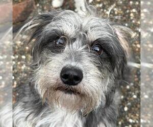 Miniature Schnauzer-Unknown Mix Dogs for adoption in Martinez, CA, USA
