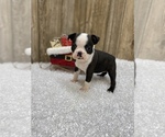 Small Photo #10 Boston Terrier Puppy For Sale in MYRTLE, MO, USA