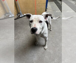 Mutt Dogs for adoption in Stockton, CA, USA