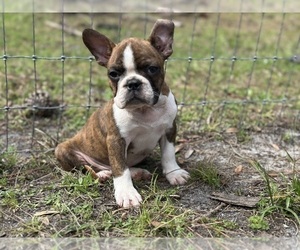 French Bulldog Puppy for sale in LAKELAND, FL, USA