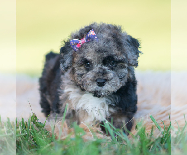 Medium Photo #32 Poodle (Toy) Puppy For Sale in WARSAW, IN, USA