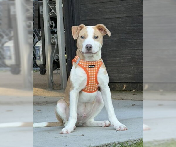 Medium Photo #2 Mutt Puppy For Sale in Brooklyn Center, MN, USA