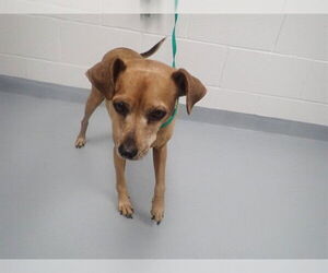 Mutt Dogs for adoption in St. Cloud, FL, USA
