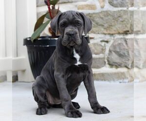 Cane Corso Puppy for sale in EAST EARL, PA, USA