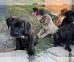 Small #10 Cane Corso