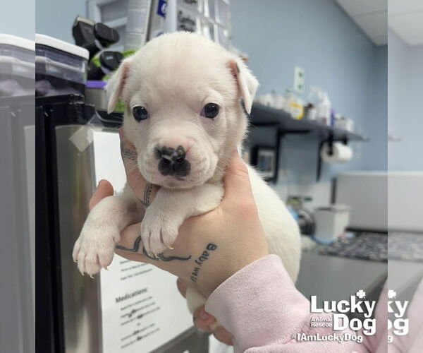 Medium Photo #1 Labrador Retriever-Unknown Mix Puppy For Sale in Washington, DC, USA