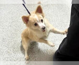 Chihuahua-Unknown Mix Dogs for adoption in Houston, TX, USA