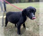 Small #1 Mutt