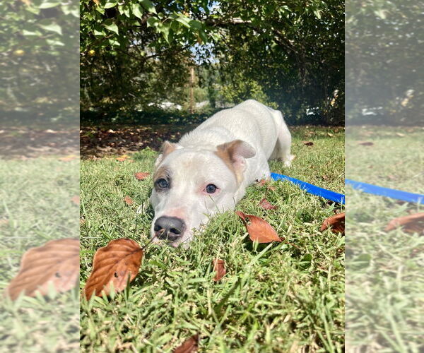 Medium Photo #7 Mutt Puppy For Sale in Candler, NC, USA