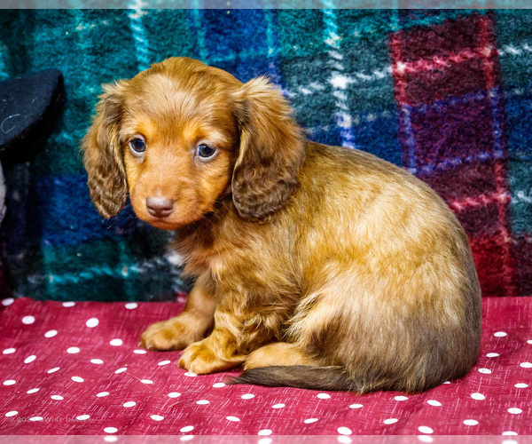 Medium Photo #6 Dachshund Puppy For Sale in WAKARUSA, IN, USA