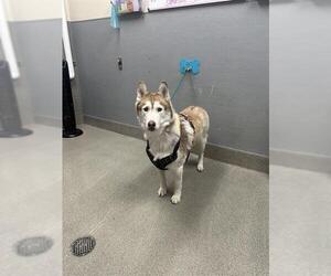 Siberian Husky-Unknown Mix Dogs for adoption in Las Vegas, NV, USA