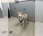Small Siberian Husky Mix