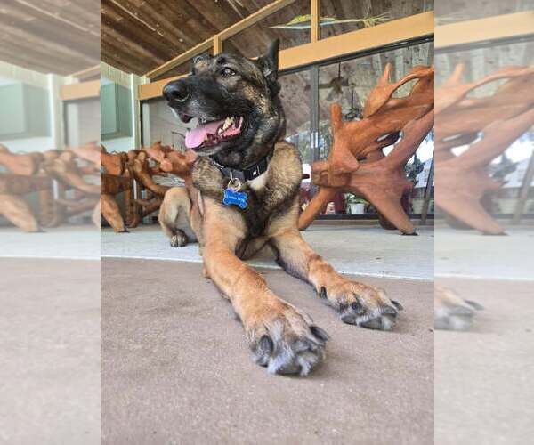 Medium Photo #6 German Shepherd Dog-Unknown Mix Puppy For Sale in Imlay City, MI, USA