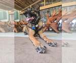 Small #5 German Shepherd Dog Mix
