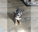Small Photo #9 American Staffordshire Terrier-Unknown Mix Puppy For Sale in Holly Springs, NC, USA