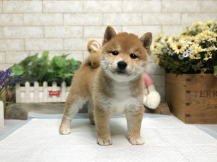 Shiba Inu Puppy for sale in SAN FRANCISCO, CA, USA