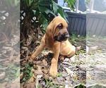 Small Photo #9 Bloodhound Puppy For Sale in NEW PORT RICHEY, FL, USA