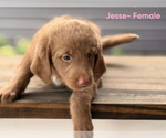 Small #1 Labradoodle