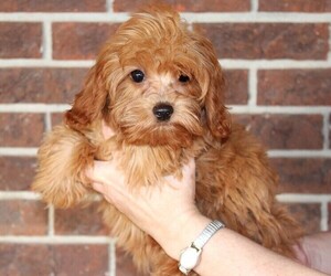 Cavapoo Puppy for sale in CLARKRANGE, TN, USA