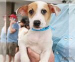 Small #5 Mutt