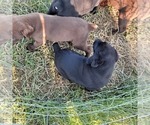 Small Photo #6 Labrador Retriever Puppy For Sale in VENUS, TX, USA
