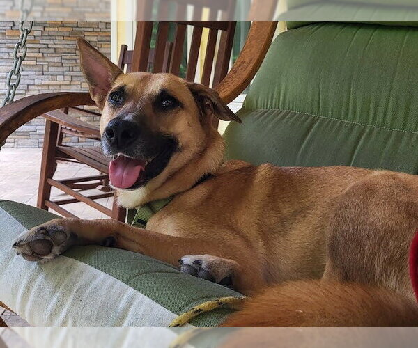 Medium Photo #14 Mutt Puppy For Sale in Cary, NC, USA