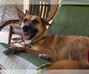 Winnie - Female Mutt Dog for Adoption - Photo #14