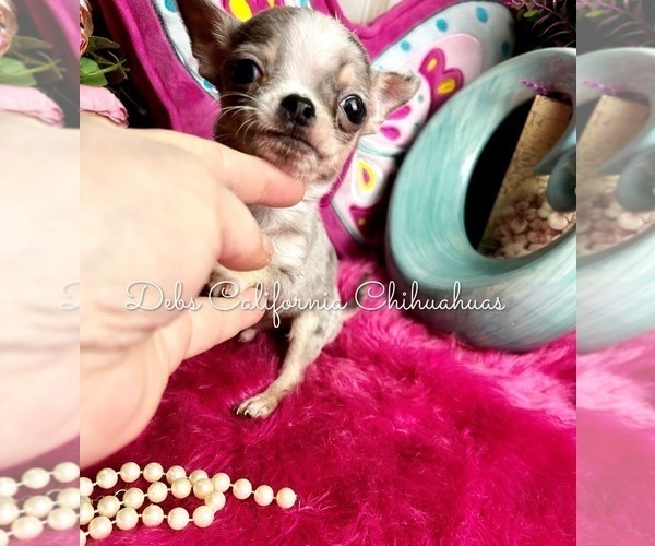 Medium Photo #3 Chihuahua Puppy For Sale in TRACY, CA, USA