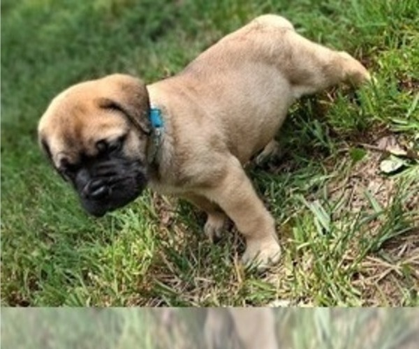 Medium Photo #10 Bullmastiff Puppy For Sale in CAMDEN, TN, USA