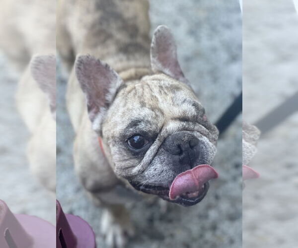 Medium Photo #3 French Bulldog Puppy For Sale in Seattle, WA, USA