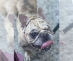 Small #2 French Bulldog