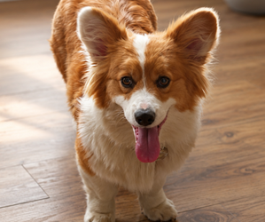 Pembroke Welsh Corgi Puppy for sale in MILTON, WI, USA