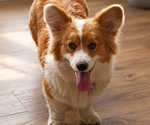 Small Pembroke Welsh Corgi