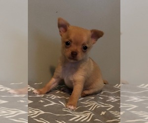 Chihuahua Puppy for sale in CENTRALIA, OK, USA