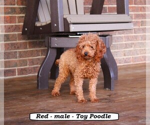Father of the Cavapoo (Miniature) puppies born on 04/14/2026