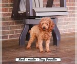 Small Photo #1 Cavapoo (Miniature) Puppy For Sale in CLARKRANGE, TN, USA