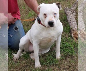 Bullypit Dogs for adoption in Bandera, TX, USA