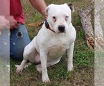 Small Photo #1 Bullypit Puppy For Sale in Bandera, TX, USA