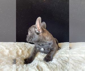French Bulldog Puppy for sale in CHULA VISTA, CA, USA