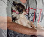 Small #4 Shih Tzu