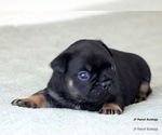 Small Photo #4 French Bulldog Puppy For Sale in WINNSBORO, TX, USA