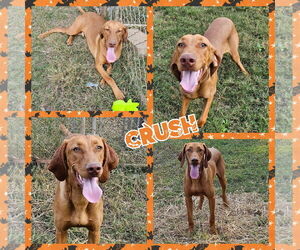 Vizsla Dogs for adoption in Blacksburg, SC, USA