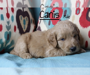 Goldendoodle Puppy for sale in GR, MI, USA